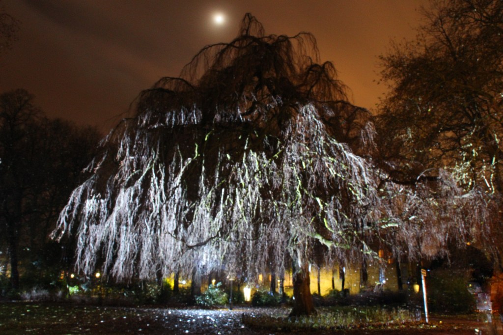 Een boom voor Levina&nbsp;Teerlinc
