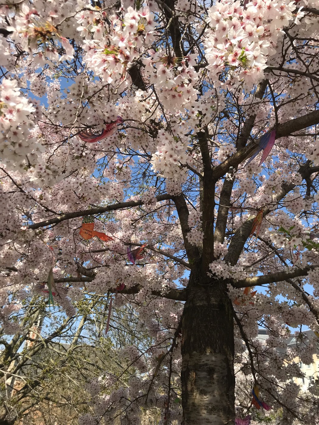 Geoffray, Bîla, Stefan en een Japanse&nbsp;sierkers.