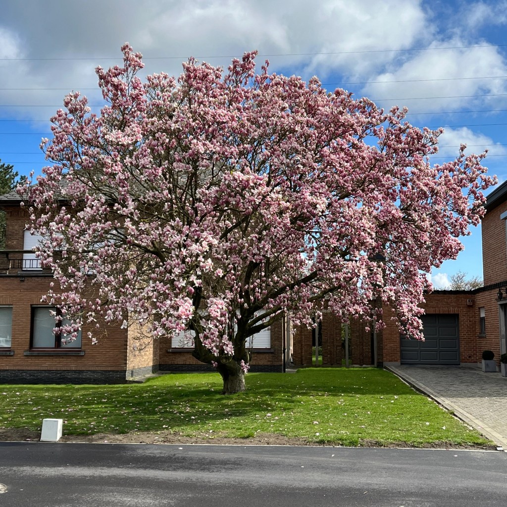 De geur van magnolia’s