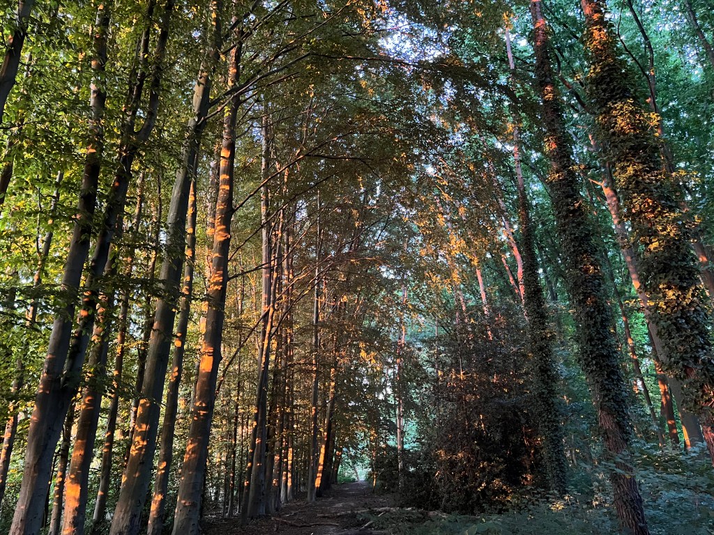 Open Salon – The Hidden Life of&nbsp;Trees