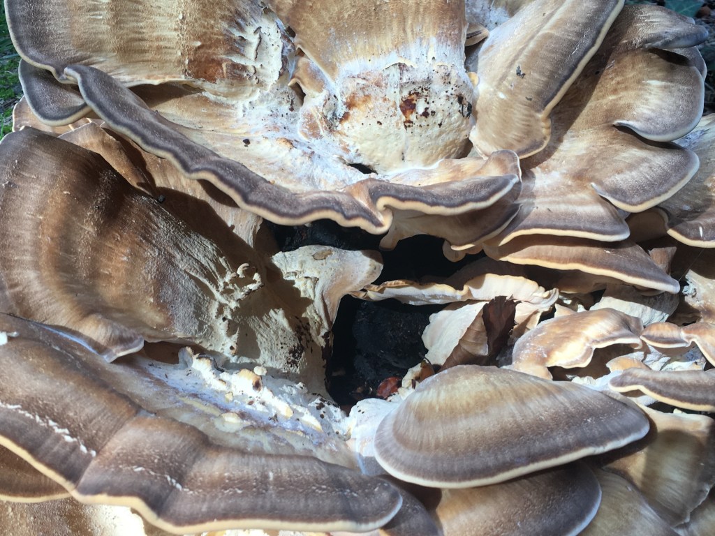 Open salon – More than&nbsp;Human